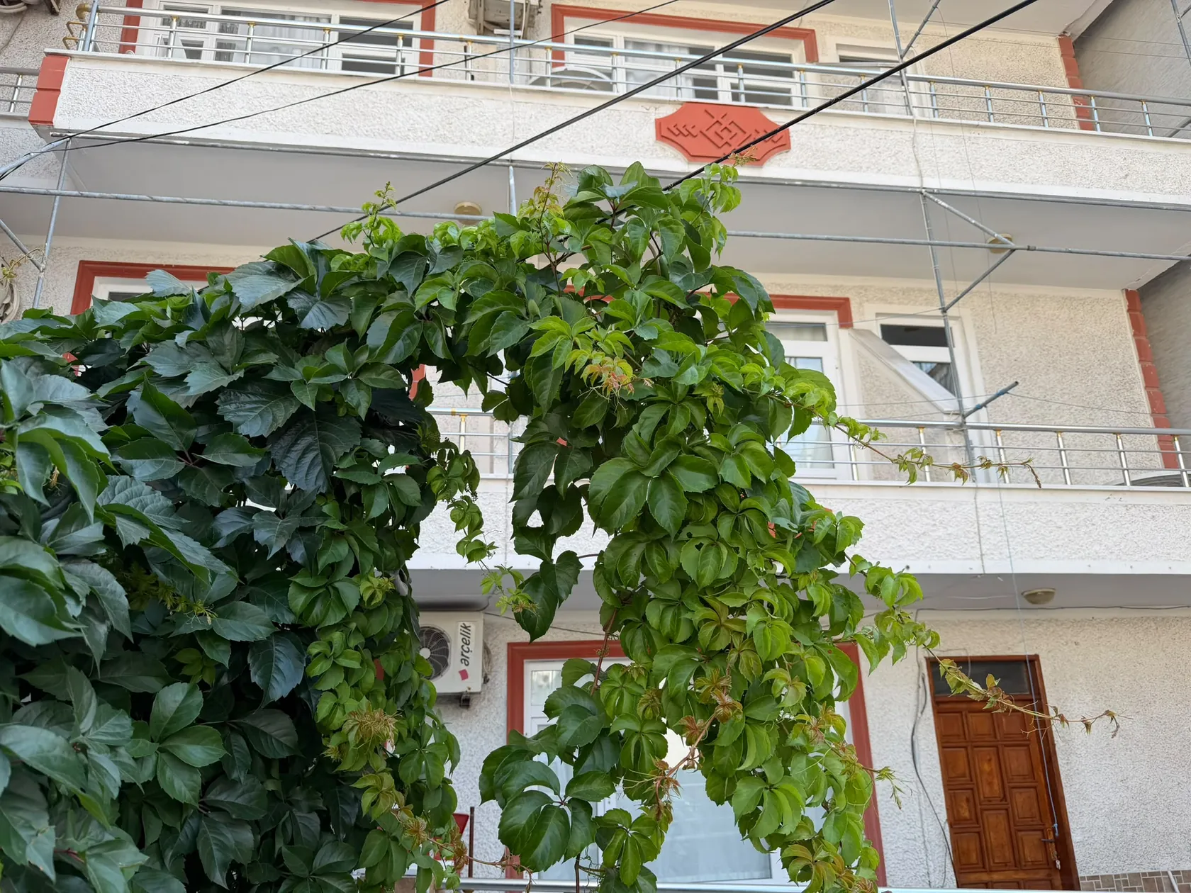 Defne Apart bina cephesi ve yeşil sarmaşık